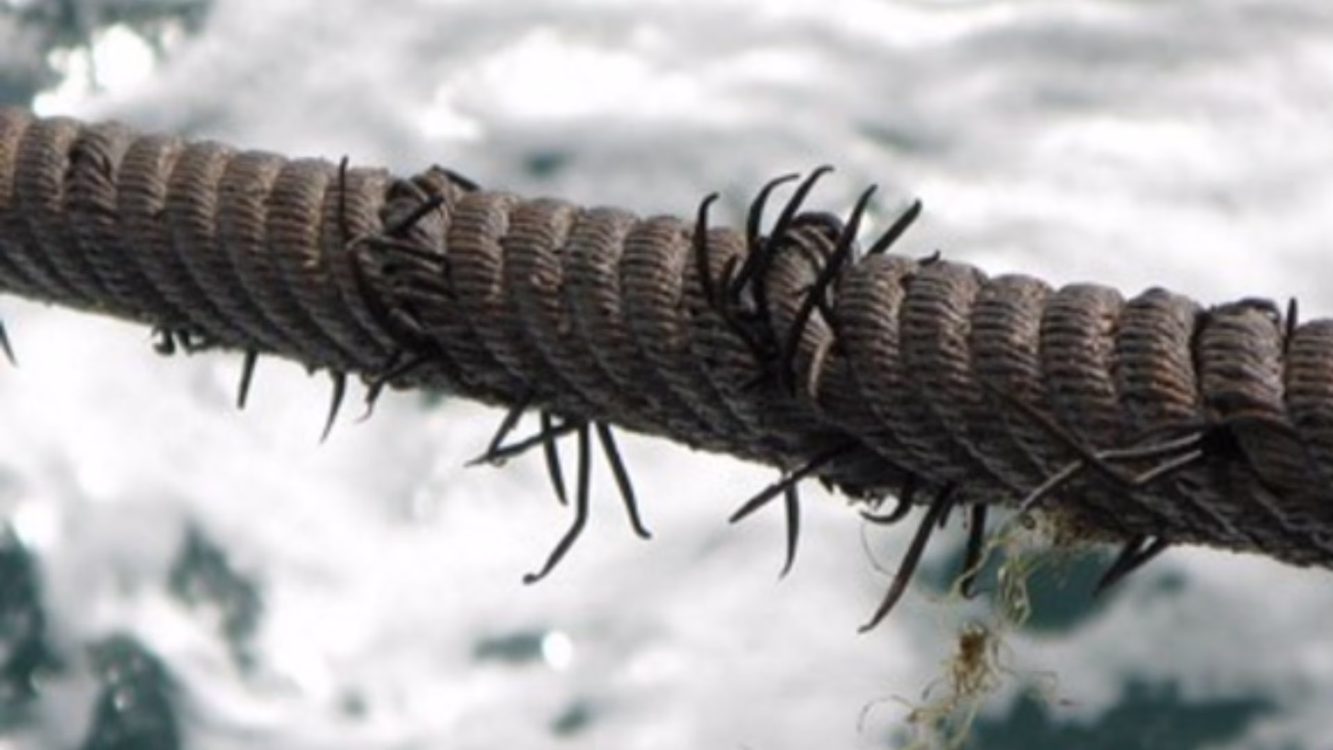 A frayed steel cable with broken strands showing heavy wear